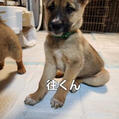 ｢里親様決まりました｣オチャメでちょっぴりビビリな1ヶ月半の往(...