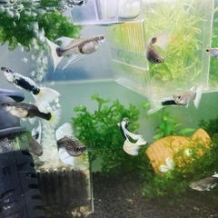 譲渡者決定/グッピー / ドイツイエロータキシード　リボン個体有の画像