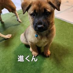 ｢里親様決まりました｣とても甘えん坊の1ヶ月半の進(しん)くん！