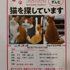 雑種の茶白猫を探しています！！