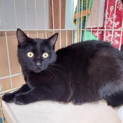 黒猫ちゃんの里親になりませんか？