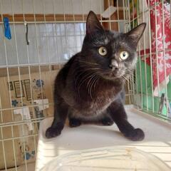黒猫ちゃんの里親になりませんか？ - 猫