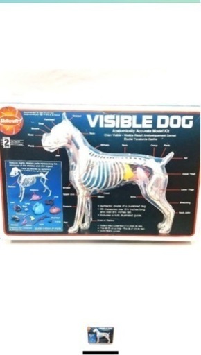 獣医学用　犬の骨格標本　visible dog