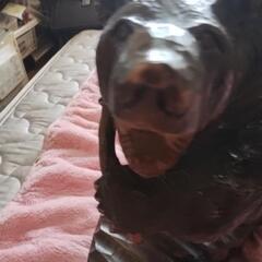 アイヌの熊の置物の画像