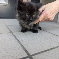 ふわふわの黒猫　約2ヶ月（10/27誕生日）