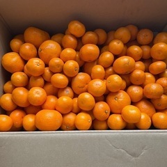 残り1箱！訳あり　蒲郡みかん10キロ（1箱）