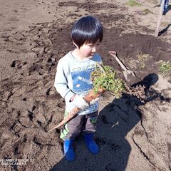 村山人参　幻の村山ニンジンを出品販売しています。国分鮮紅大長人参の画像