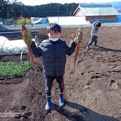 村山人参　幻の村山ニンジンを出品販売しています。国分鮮紅大長人参の画像