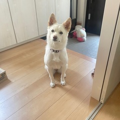 2歳の女の子