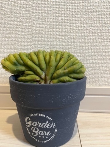 サボテン　トリコケレウス・パチャノイ クリスタタ