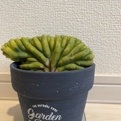 サボテン　トリコケレウス・パチャノイ クリスタタ
