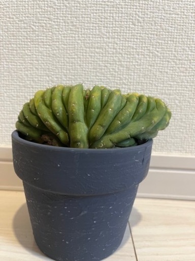 サボテン　トリコケレウス・パチャノイ クリスタタ