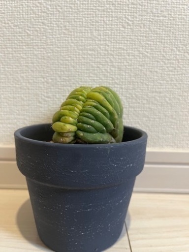 サボテン　トリコケレウス・パチャノイ クリスタタ