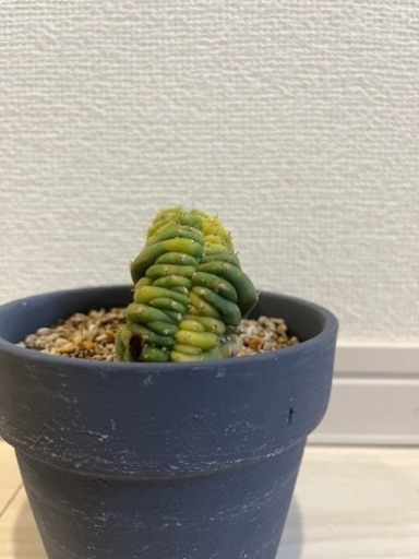 サボテン　トリコケレウス・パチャノイ クリスタタ