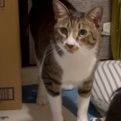 飼い猫探しています！