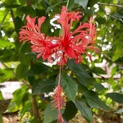 植物　フウリンブッソウゲ（風鈴仏桑花）