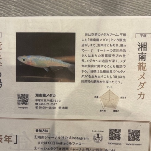 湘南龍メダカクリスマスセール (りゅう) 平塚のその他の中古あげます 