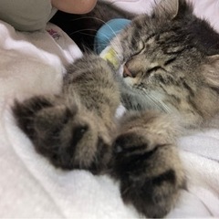 甘えん坊のキジトラ(長毛)♀