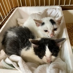 姫路港で引き渡し希望！推定３ヶ月いつもいっしょの兄妹猫