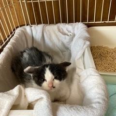 姫路港で引き渡し希望！推定３ヶ月の兄妹猫 − 兵庫県