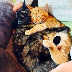 茶トラ、サビの子猫里親募集