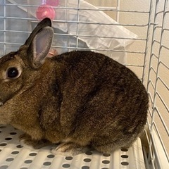 (代理投稿)  ミニうさぎ  3歳