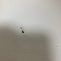 【値下げ】冷蔵庫 ツードア 小型 冷凍庫あり【再掲】の画像