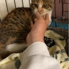 🌸🐈三毛猫　仔猫さん🐈🌸譲渡