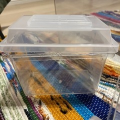 飼育プラケース中１個
