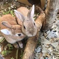 【ウサギ】うさぎの里親を募集🐰
