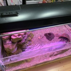 水槽　付属品付きの画像