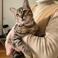おてんばだけど甘えん坊ももちゃん