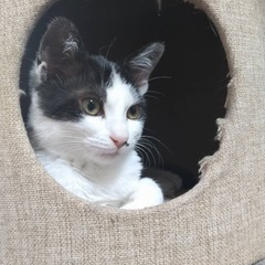 白黒ハチワレ　大豆君