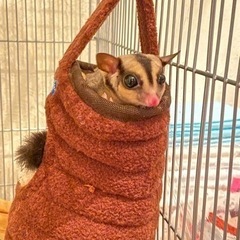 フクロモモンガ☆ノーマル☆ペア☆