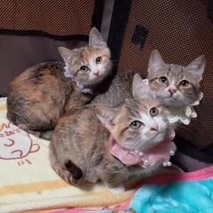 まるまると成長中★足元ソックスの3姉妹！