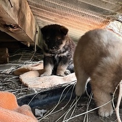 空き家犬６匹 - 徳島市