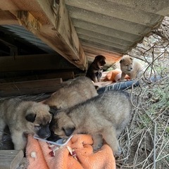 空き家犬６匹 − 徳島県