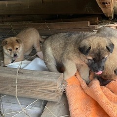 空き家犬６匹 - 犬