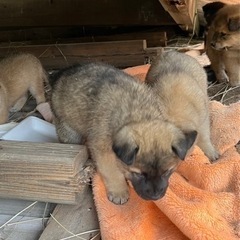 空き家犬６匹 - 里親募集