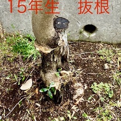 切り株　抜根　庭木の成長を抑えます。
