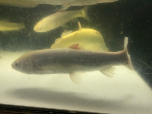 プラチナソウギョ　熱帯魚