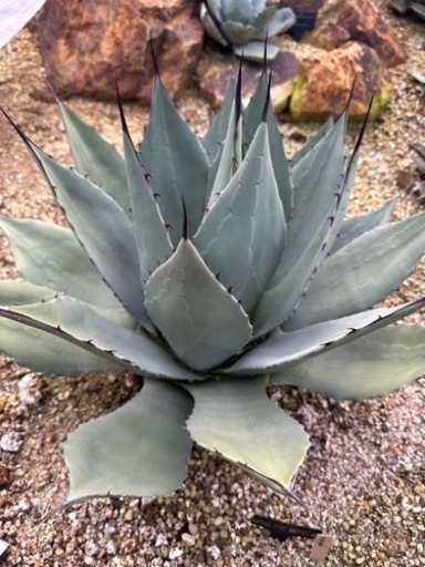 パリー　ネオメキシカーナ　ハイブリッド　大株