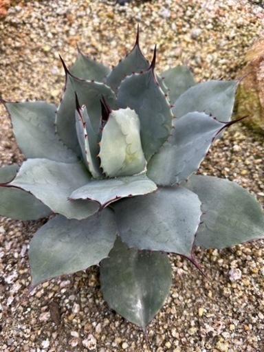 パリー　吉祥天　選抜株　中株