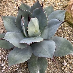 パリー 吉祥天 選抜株 中株