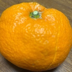 今治発　姫の果大玉みかん　5㌔