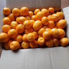 無農薬　金柑　３kg