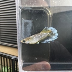 船橋メダカファーム　フロマージュメダカ　若魚1ペア　サバンナ　夢...