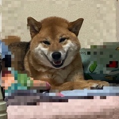 柴犬