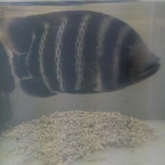 熱帯魚　ティラピアの画像