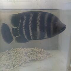 熱帯魚　ティラピアの画像